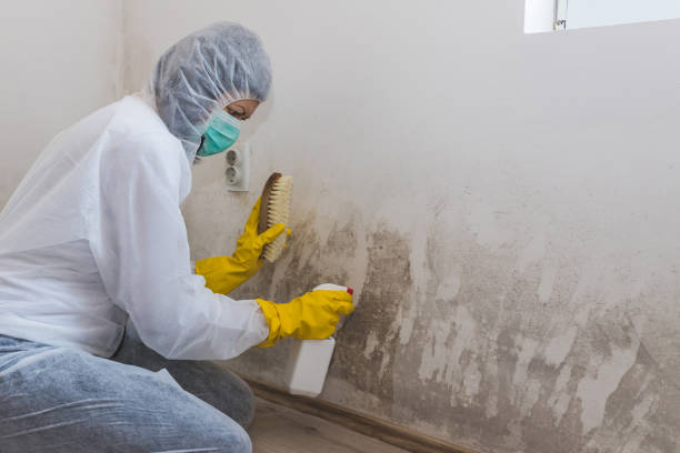 Professional Mold Removal in Millington, MI