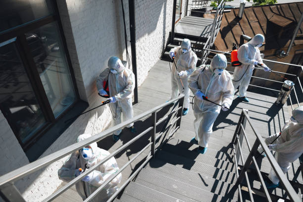 Best Black Mold Removal  in Llington, MI