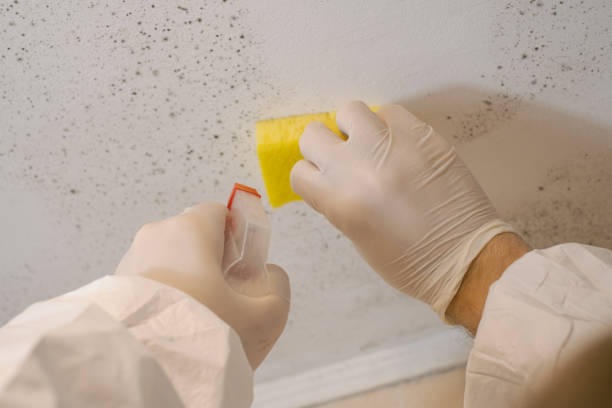 Best Air Quality Testing for Mold Spores  in Llington, MI