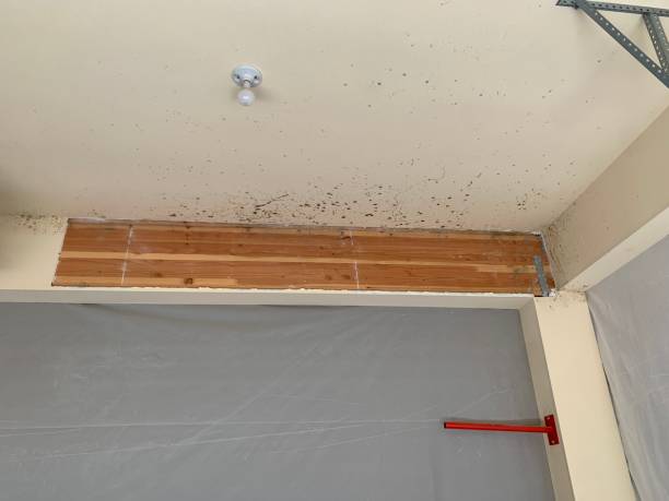 Best Attic Mold Removal  in Llington, MI