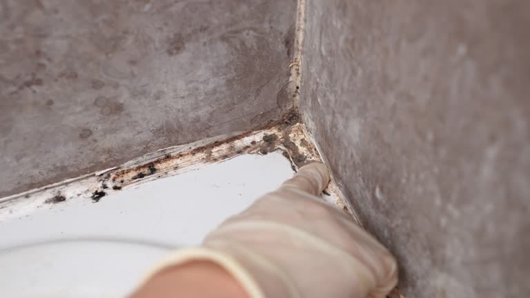 Best Mold-Related Health Consultation  in Llington, MI